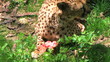 Cheetah Eating Raw Meat