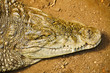 alligator