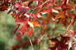 Autumn leaves