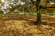 Autumn park