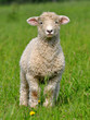 cute lamb