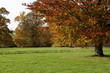 Autumn park