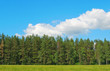 Dense wall of forest trees
