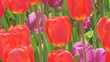 Tulip Garden