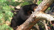 Sun Bear Relaxing in Tree
