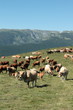 Troupeau de vaches,Pyrénées orientales