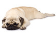 cute pug sleeping cute pug sleeping