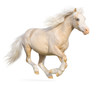 Photographie : Welsh pony gallops