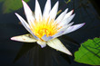 White water lily