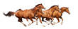 Image : Four sorrel stallion gallop