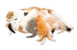 The cat which feeds the five kittens The cat which feeds the five kittens