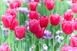 Spring Tulips Spring Tulips
