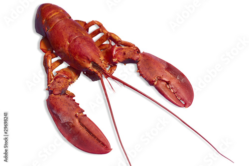 Foto: Red lobster isolated on white background Red lobster isolated on white background