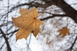 Faded maple leaf.