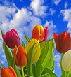 Spring Tulips