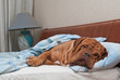 Photo en ligne au meilleur prix French Mastiff Sleeping Sweetly in the Bed with White Sheets