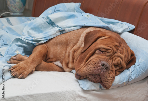 Dogue+de+bordeaux+dogs