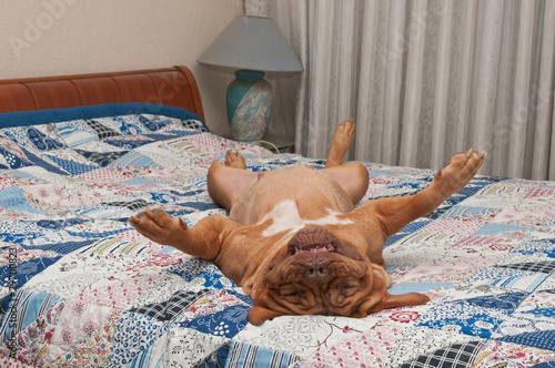 Photo: Funny dog is lying upside-down on her back on comfortable bed Funny dog is lying upside-down on her back on comfortable bed