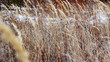 Autumn dry yellow grass swaying in the wind