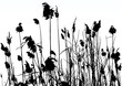 reeds