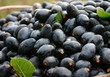 Close up of fresh picked olives