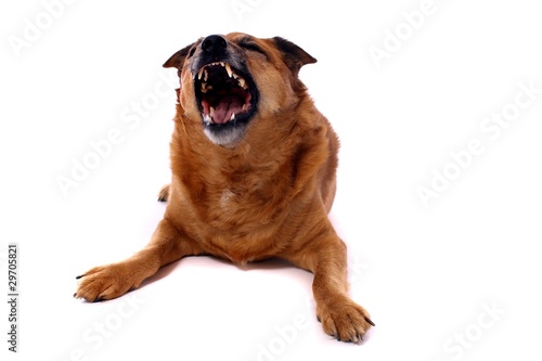Foto: brauner Hund Mischling zeigt Zähne brauner Hund Mischling zeigt Zähne