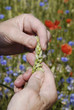 DENMARK_FARMING AND CATTLES DENMARK_FARMING AND CATTLES