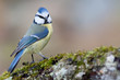 Blaumeise