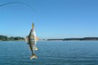 perch on fishing-rod