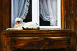 Lonely Cat