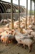 pigs in the farm