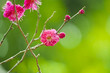 梅の花