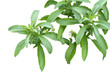 Feuilles de stévia