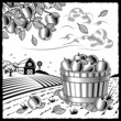 Landscape with apple harvest black and white