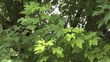 Feuilles d'érable dans le vent