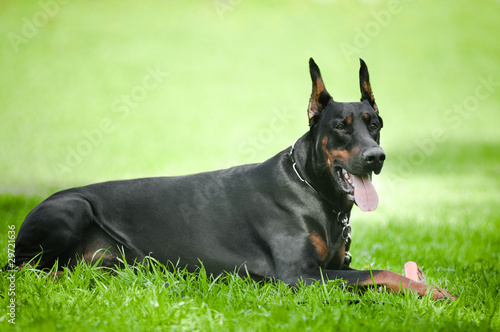 Photo : Black doberman pinscher Black doberman pinscher