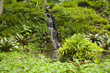cascata no jardim botanico