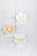 three sugar blossom flowers on white old table three sugar blossom flowers on white old table