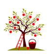 apple tree