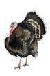 A gobbler isolated on white
