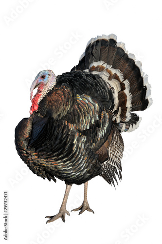 Photo: A gobbler isolated on white A gobbler isolated on white