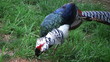 Lady Amherst's Pheasant