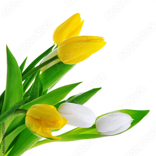 Photo: bouquet of tulips on white isolated background bouquet of tulips on white isolated background