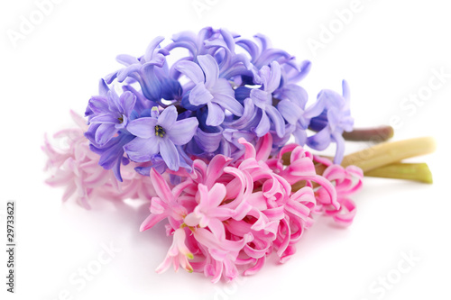 Photo: Bouquet violet hyacinth isolated on white background Bouquet violet hyacinth isolated on white background