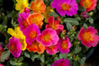 Portulaca Květiny