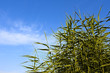 Reed green plants