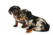 dachshund puppies in studio