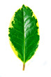 Leaf 2