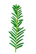 Leaf 3