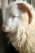 White lamb standing in the doorway of the barn- male.